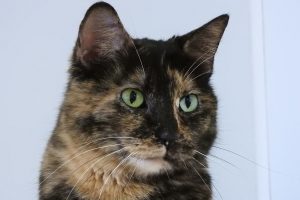 Picture of Spitfire