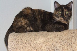 Picture of Spitfire