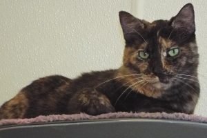 Picture of Spitfire