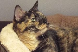 Picture of Spitfire
