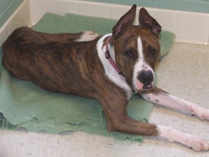 Picture of Butchie (CGC)