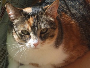 Picture of Ember