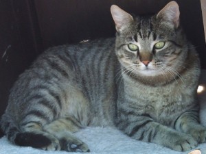 Picture of Kiwi