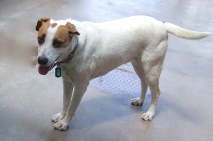 Picture of Bailey