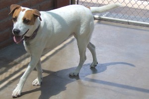 Picture of Bailey