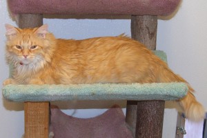 Picture of Captain