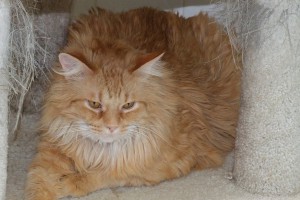 Picture of Captain