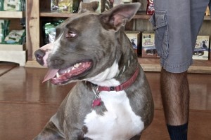 Picture of Frankie