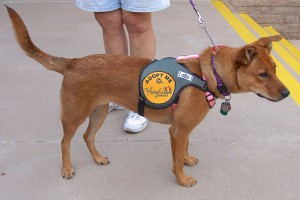 Picture of Gracie