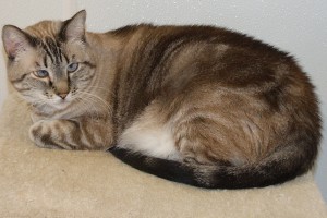 Picture of Jasmine