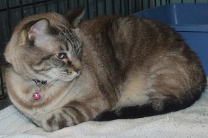 Picture of Jasmine