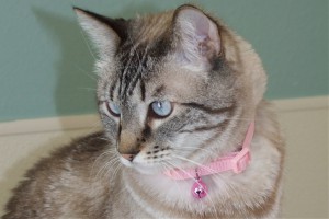 Picture of Jasmine