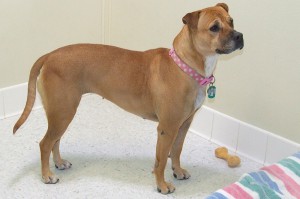 Picture of Maggie
