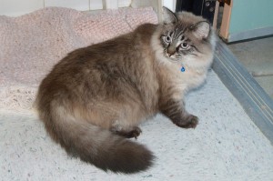 Picture of Snickers