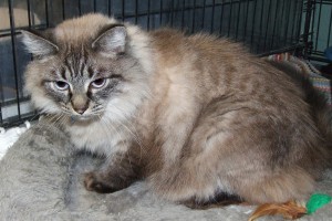 Picture of Snickers