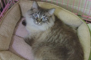 Picture of Snickers