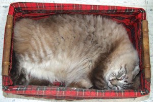Picture of Snickers