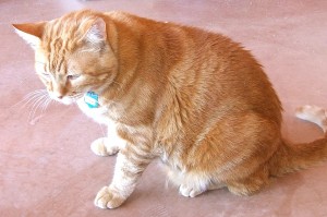 Picture of Trapper