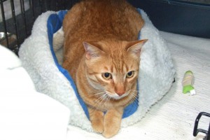 Picture of Percy