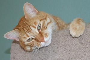 Picture of Max