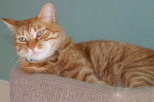 Picture of Max