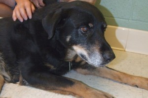 Picture of Pepper