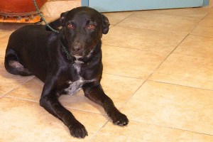 Picture of Rosa