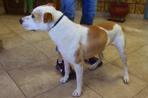 Picture of Buddy Boy