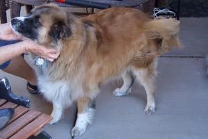 Picture of Honey