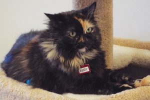 Picture of Abby
