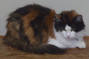 Picture of Callie Sue