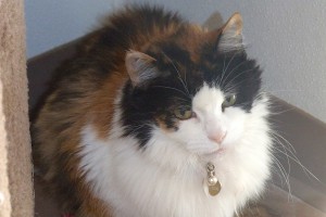 Picture of Callie Sue