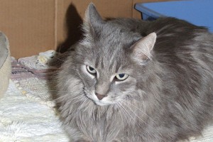 Picture of Cheta