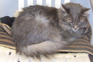 Picture of Cheta