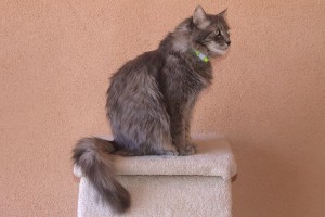 Picture of Cheta