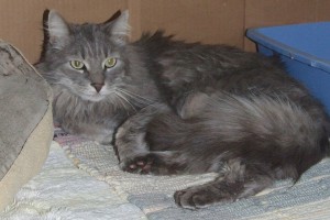Picture of Cheta