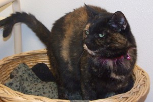 Picture of Gremlin