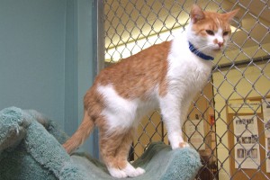 Picture of Punkin