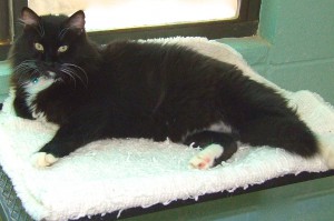Picture of Tux