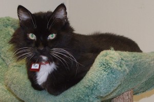 Picture of Tux