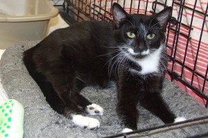 Picture of Folly
