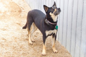 Picture of Roxie