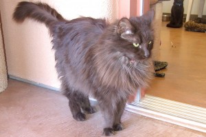 Picture of Bagheera