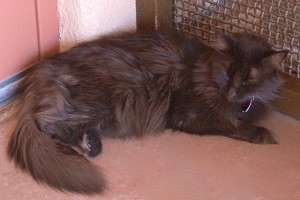 Picture of Bagheera