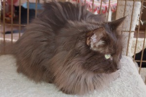 Picture of Bagheera