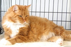 Picture of Simba