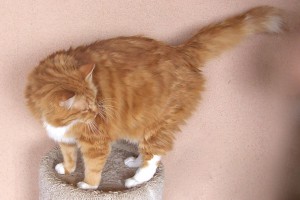 Picture of Simba