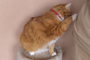 Picture of Simba