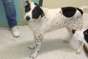 Picture of Tango