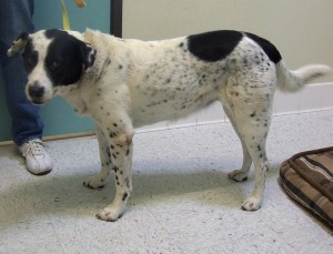 Picture of Tango